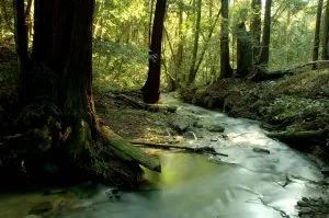 Trees and water creek