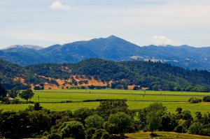 Scenic image of trees and mountains